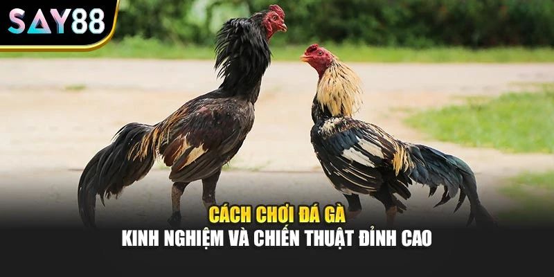 Cách Chơi Đá Gà – Kinh Nghiệm Và Chiến Thuật Đỉnh Cao