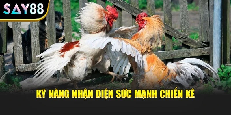 Kỹ năng nhận diện sức mạnh chiến kê
