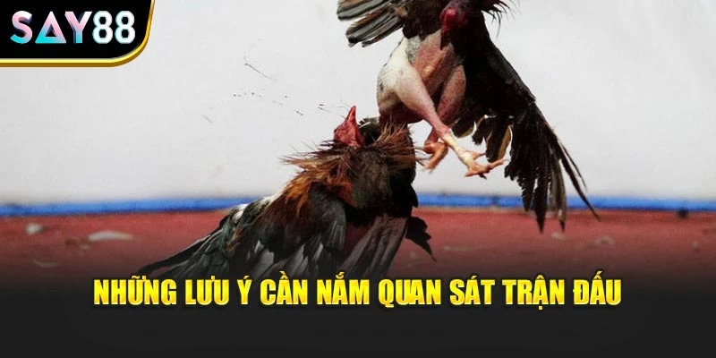 Những lưu ý cần nắm quan sát trận đấu