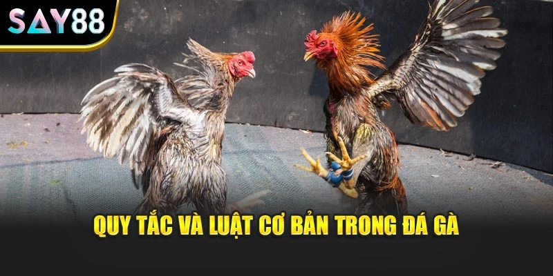 Quy tắc và luật cơ bản trong đá gà